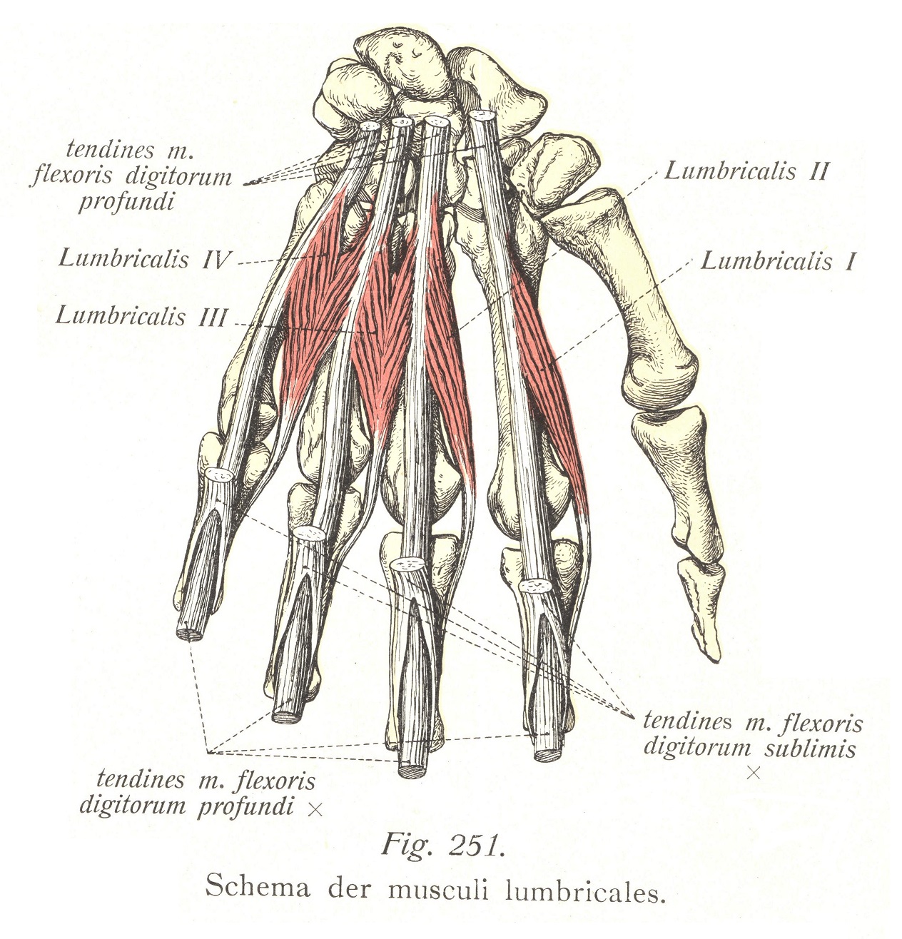 Schema der musculi lumbricales