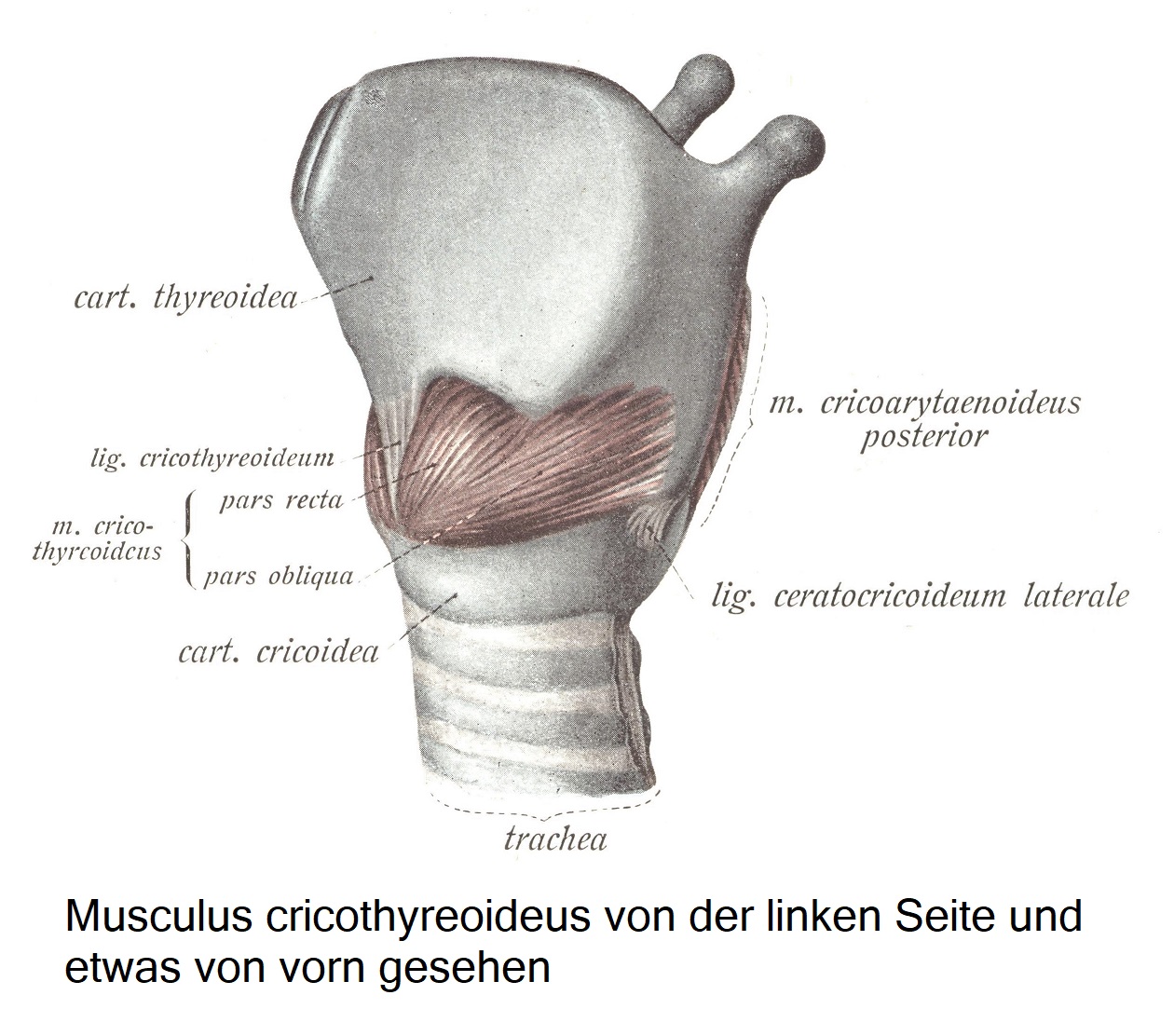Перстнещитовидная мышца при осмотре слева и несколько спереди