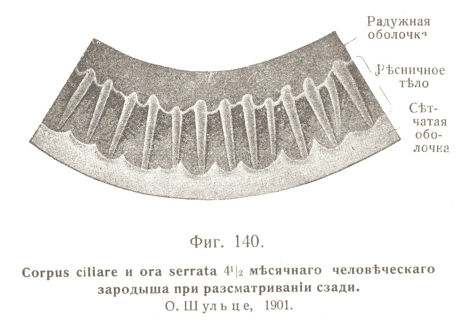 Corpus ciliare и ora serrata 4,5 мѣсячнаго человѣческаго зародыша при разсматриваніи сзади.