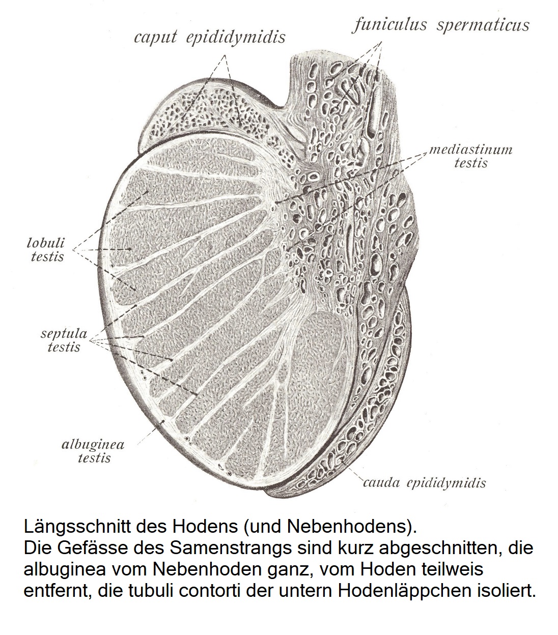 Samenleiter, ductus deferens, Samenblase, vesicula seminalis, und ductus ejaculatorii.