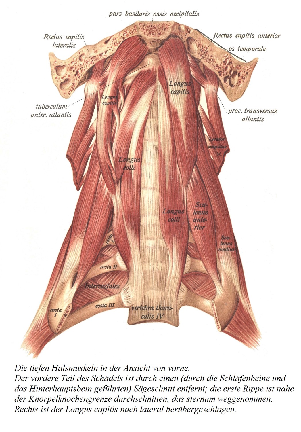 Вид спереди на глубокие мышцы шеи. Переднюю часть черепа удаляют пильным разрезом (через височную и затылочную кости); первое ребро рассечено у хрящево-костной границы, грудина удалена. Справа длинная мышца головы загибается латерально.
