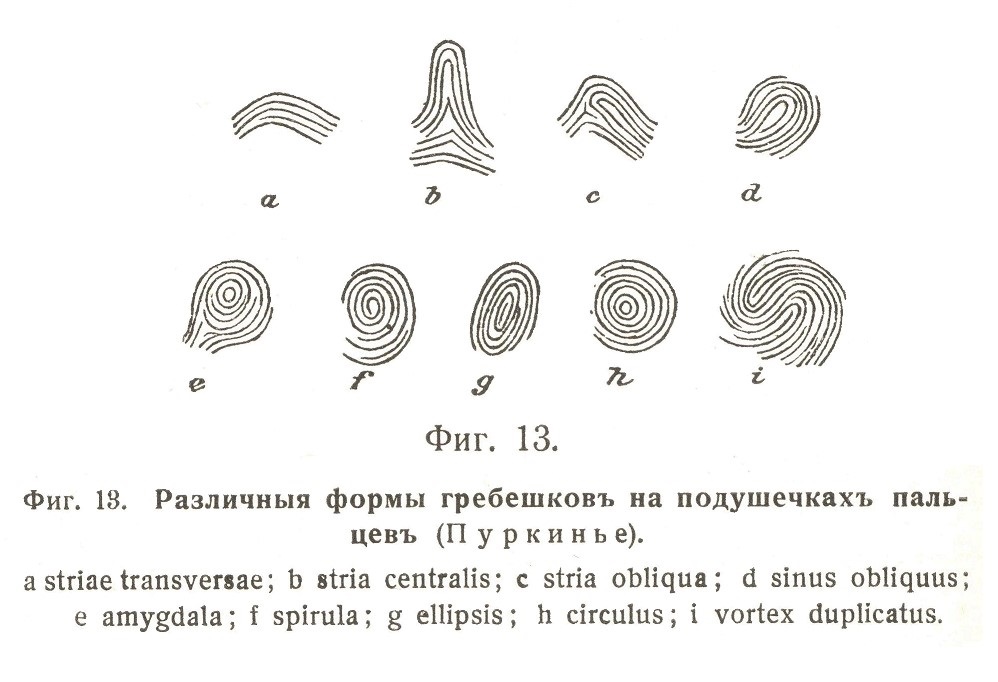 Различныя формы гребешковъ на подушечкахъ пальцевъ (Пуркинье). а striae transversae; b stria centralis; c stria obliqua; d sinus obliquus; e amygdala; f spirula; g ellipsis; h circulus; i vortex duplicatus