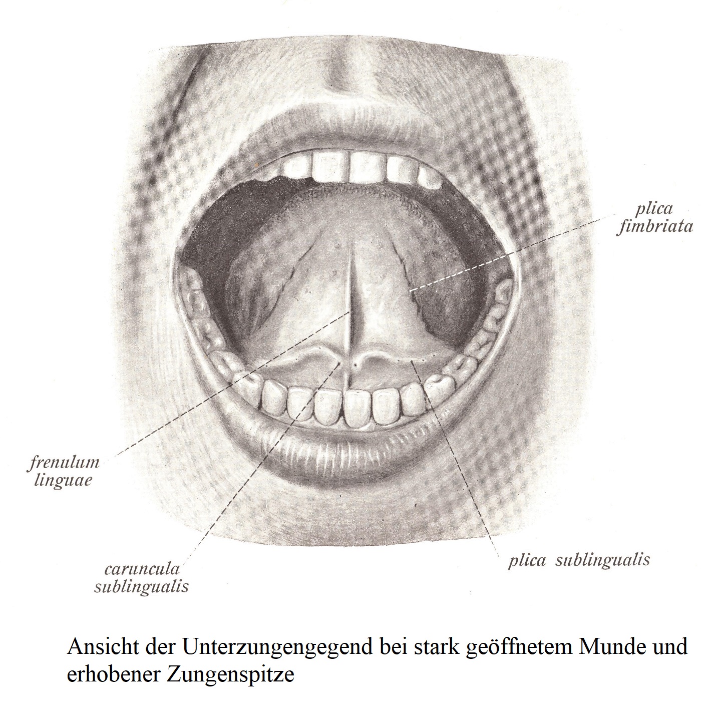Вид области нижнего языка с широко открытым ртом и приподнятым кончиком языка