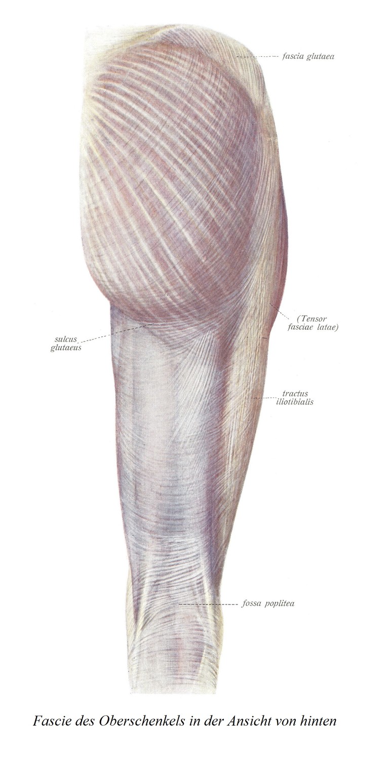 Фасция бедра, вид сзади