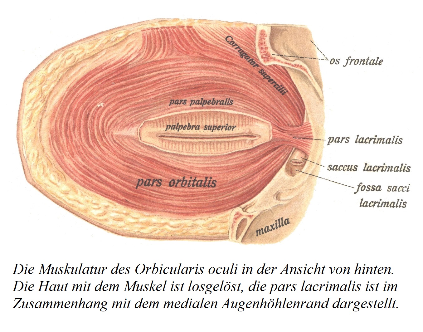 Мускулатура круговой мышцы глаза, вид сзади. Кожа с мышцей отслаивается, показана часть слезной мышцы в соединении с медиальным краем глазницы.