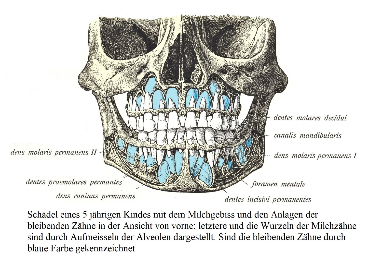 Череп ребенка 5 лет с молочными зубами и зачатками постоянных зубов, вид спереди; последние и корни молочных зубов представлены долблением альвеол. Синим цветом отмечены постоянные зубы