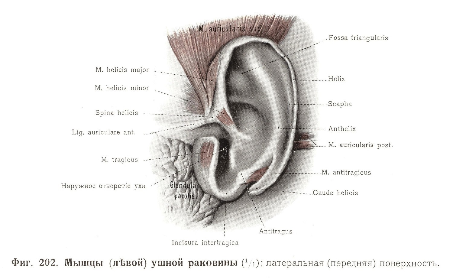 Мышцы левой ушной раковины