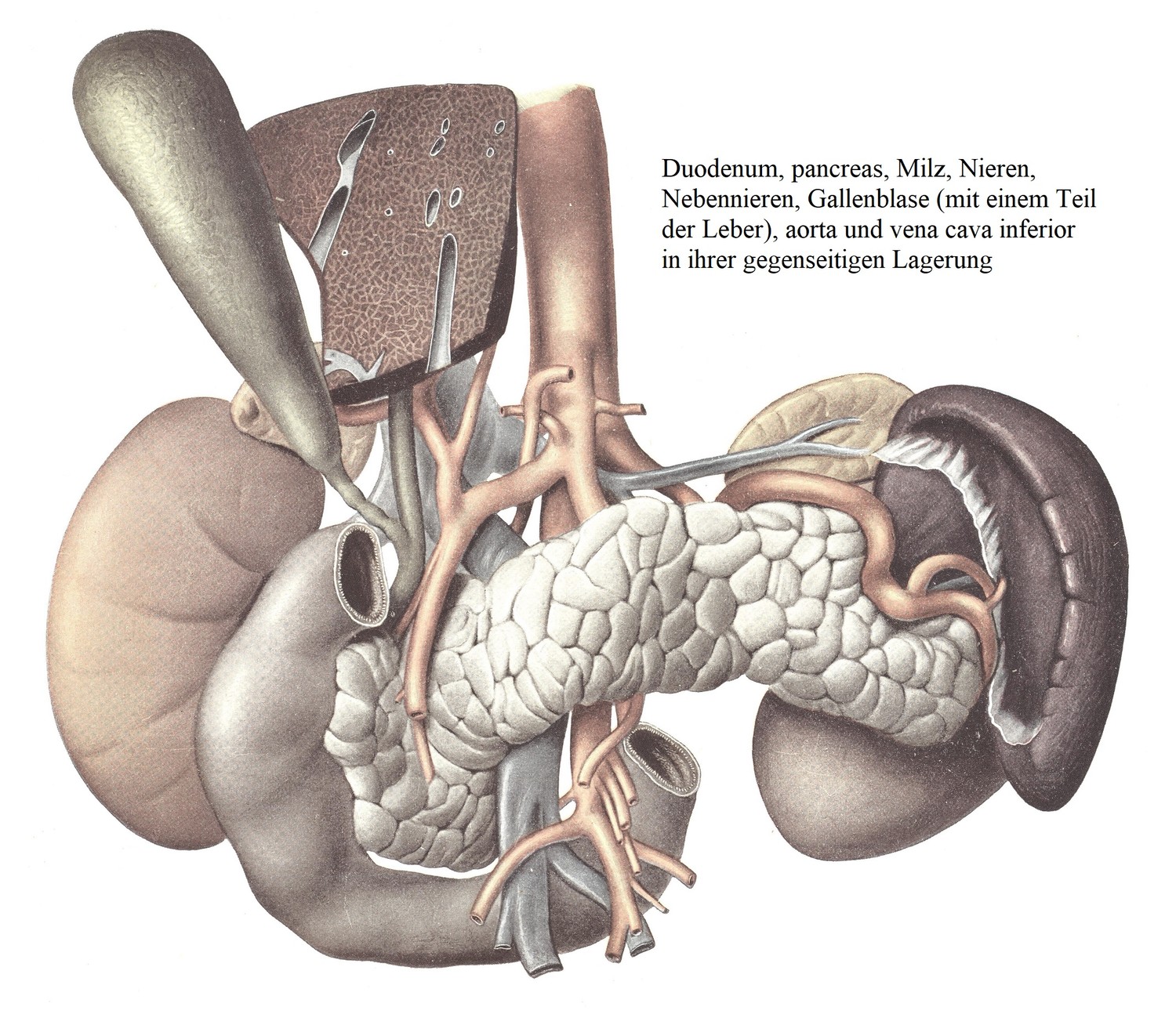 Двенадцатиперстная кишка, поджелудочная железа, селезенка, почки, надпочечники, желчный пузырь (с частью печени), аорта и нижняя полая вена в их взаимном расположении