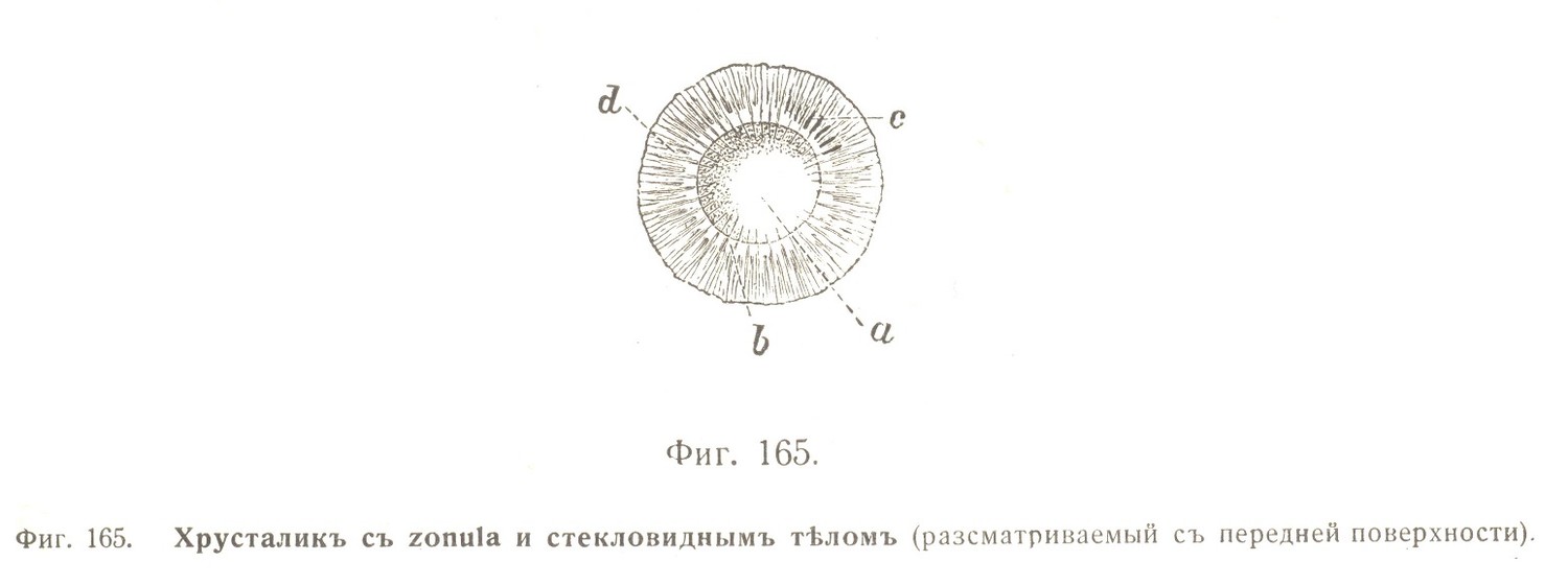 Хрусталикъ съ zonula и стекловиднымъ тѣломъ (разсматриваемый съ передней поверхности).