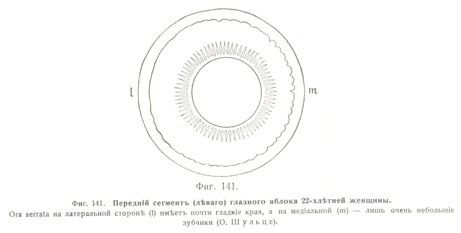 Передній сегментъ (лѣваго) глазного яблока 22-хлѣтней женщины