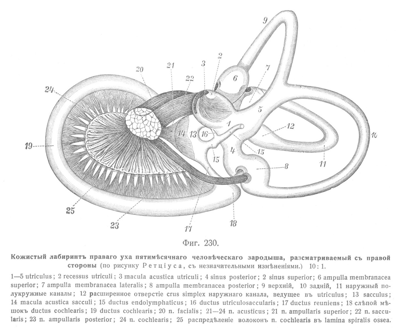 Внутреннее ухо, auris interna - Кожистый лабиринтъ, labyrinthus membranaceus.