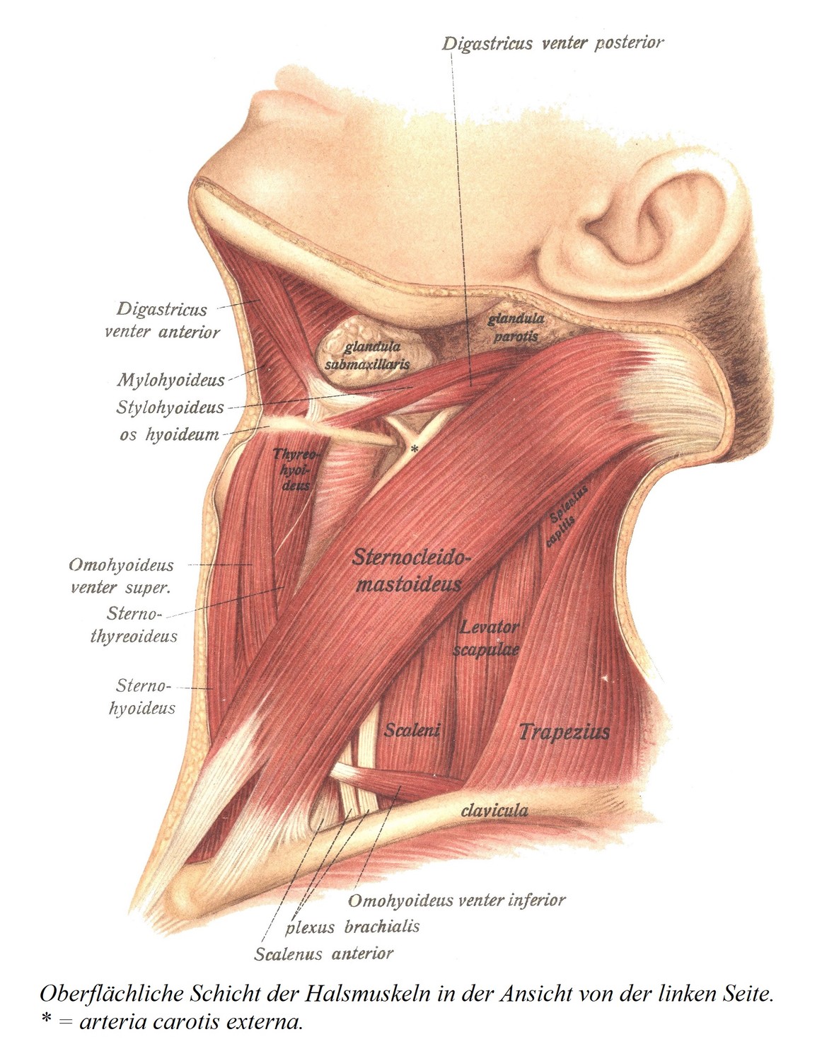 Поверхностный слой мышц шеи при осмотре слева. * = наружная сонная артерия.
