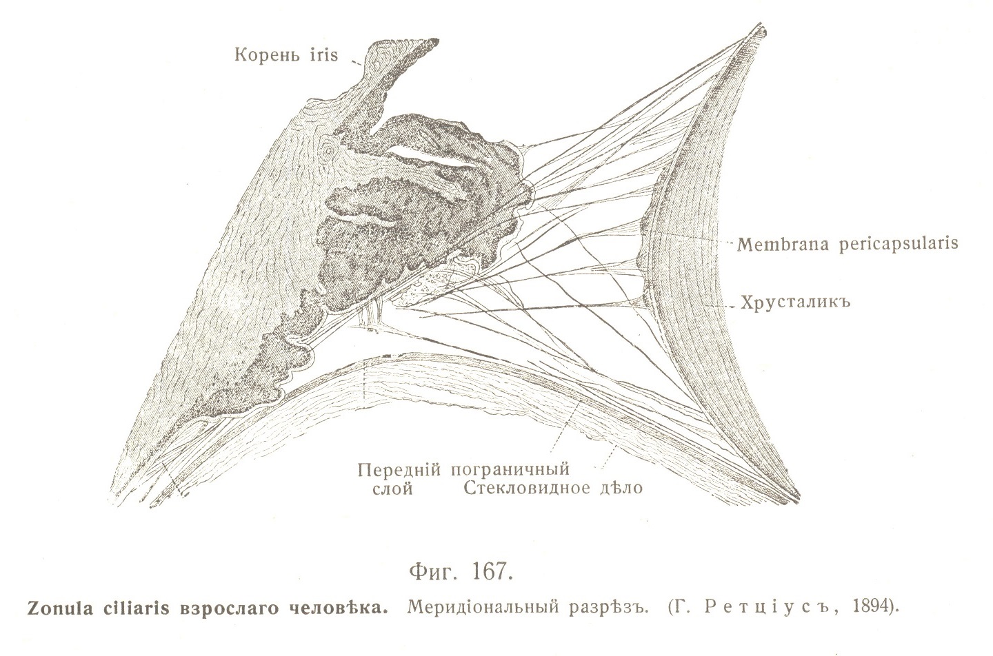 Zonula ciliaris взрослаго человѣка. Меридіональный разрѣзъ. 