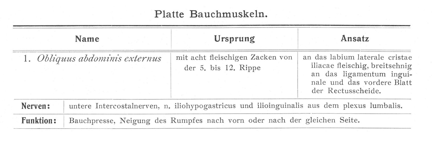 Platte Bauchmuskeln