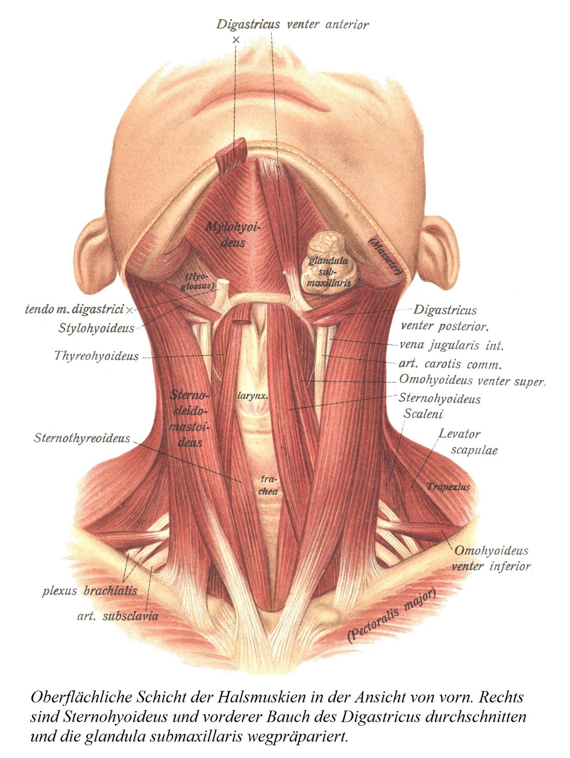 Поверхностный слой мышц шеи спереди. Справа разделены грудино-подъязычная мышца и переднее брюшко двубрюшного нерва и удалена подчелюстная железа.