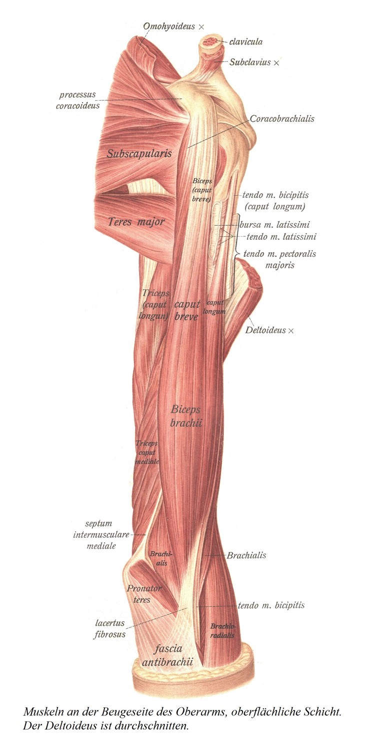 Мышцы сгибательной стороны плеча, поверхностный слой. Дельтовидная разделена.