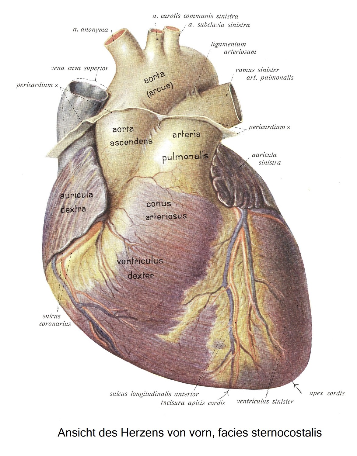 Вид сердца спереди, facies sternocostalis