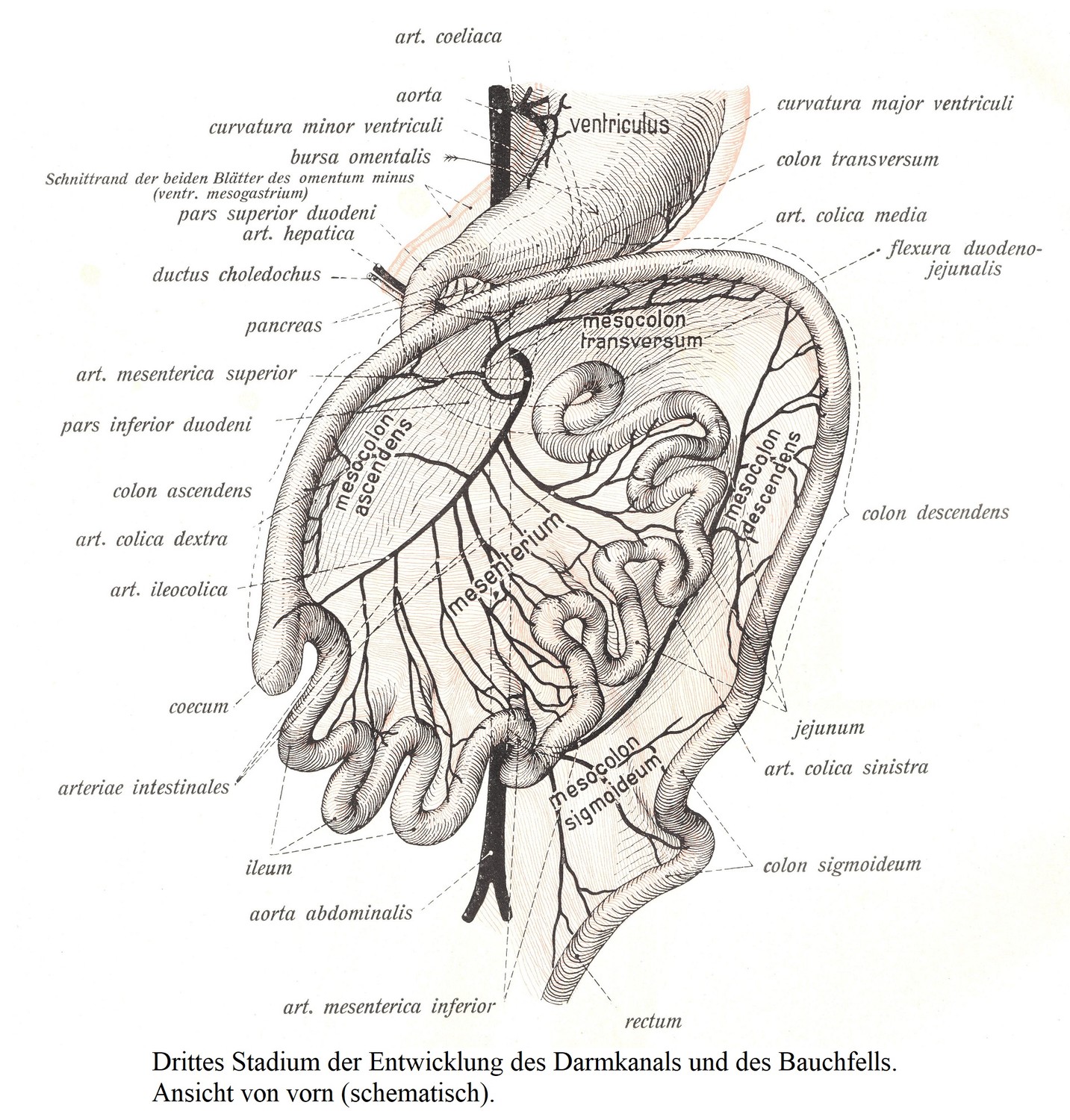 Третья стадия развития кишечного канала и брюшины. Вид спереди (схема).