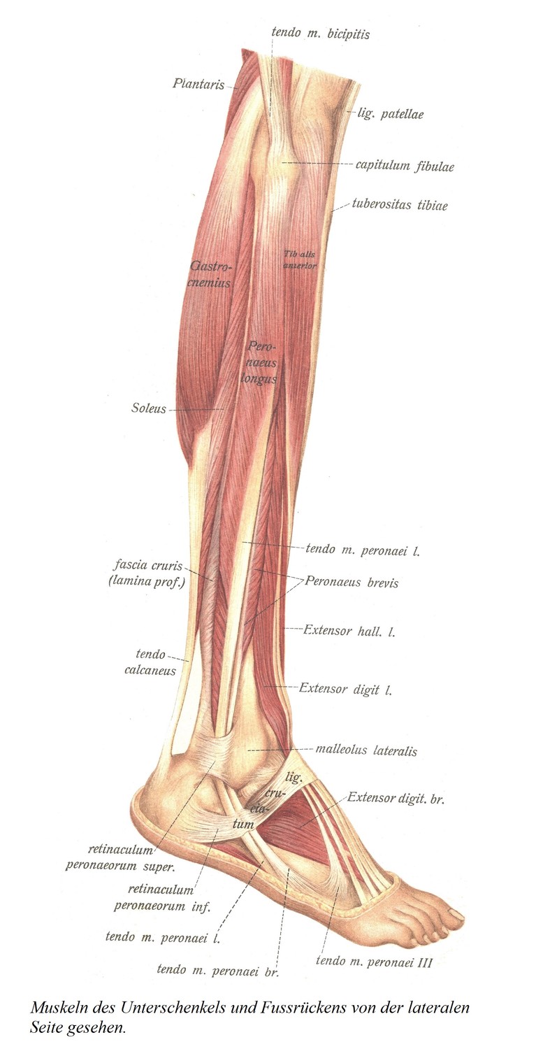 Мышцы голени и тыльной поверхности стопы, вид с латеральной стороны