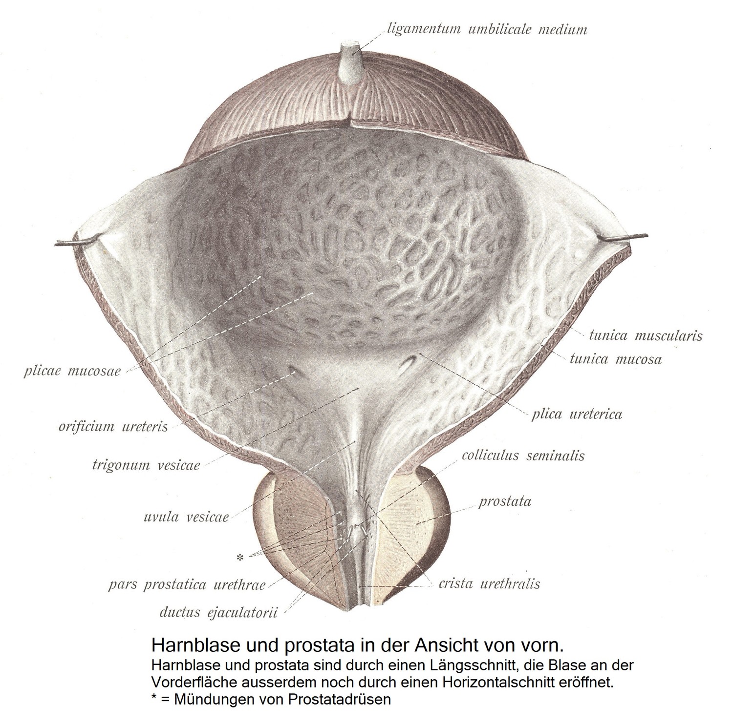 Мочевой пузырь и простата спереди. Мочевой пузырь и предстательную железу вскрывают продольным разрезом, переднюю поверхность мочевого пузыря также вскрывают горизонтальным разрезом. * = устья предстательной железы.