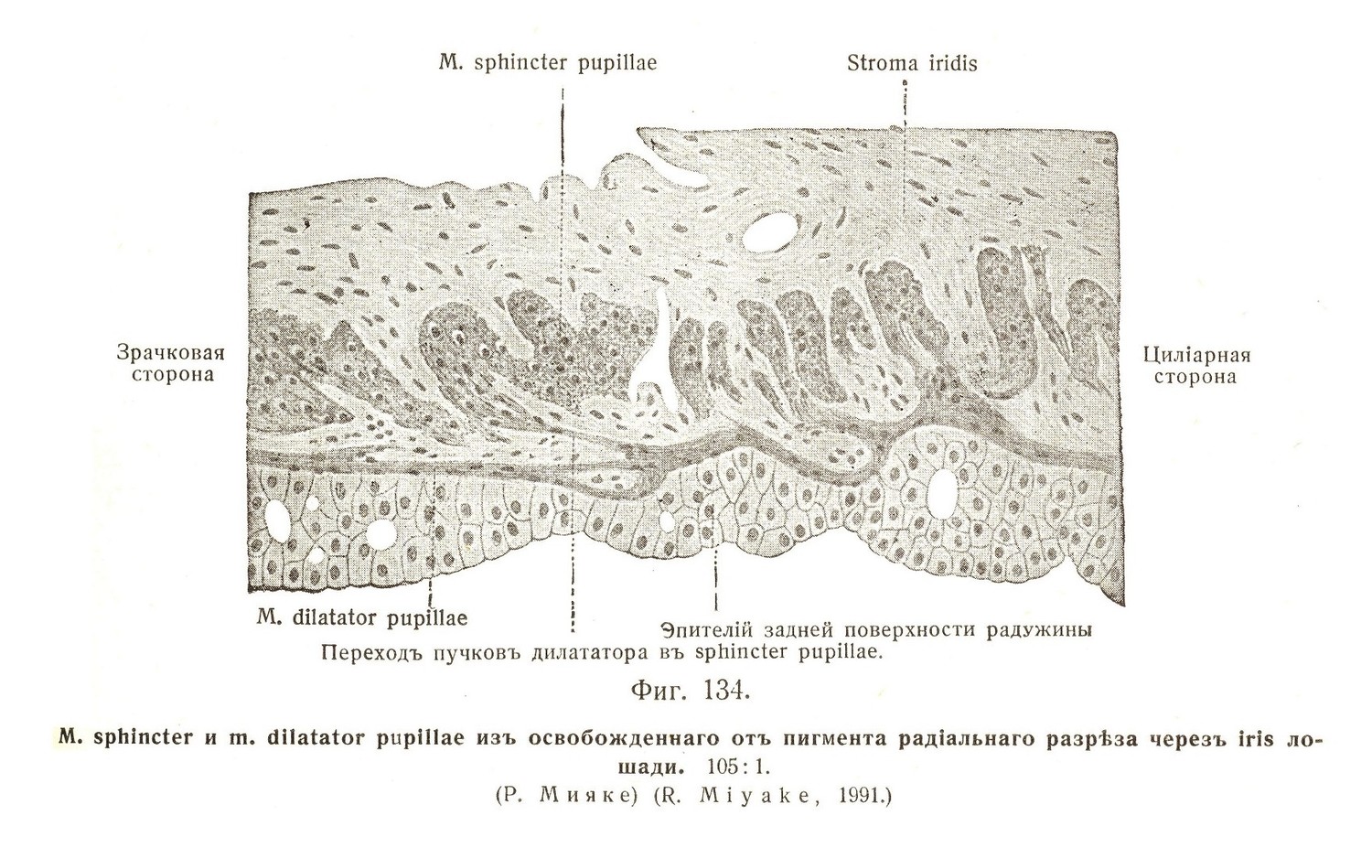 М. sphincter и m. dilatator pupillae изъ освобожденнаго отъ пигмента радіальнаго разрѣза черезъ iris лошади. 