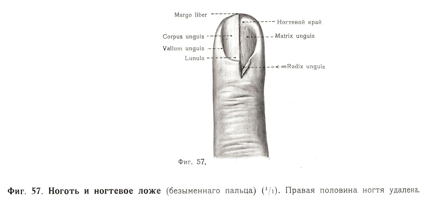 Ноготь и ногтевое ложе (безыменнаго пальца) Правая половина ногтя удалена