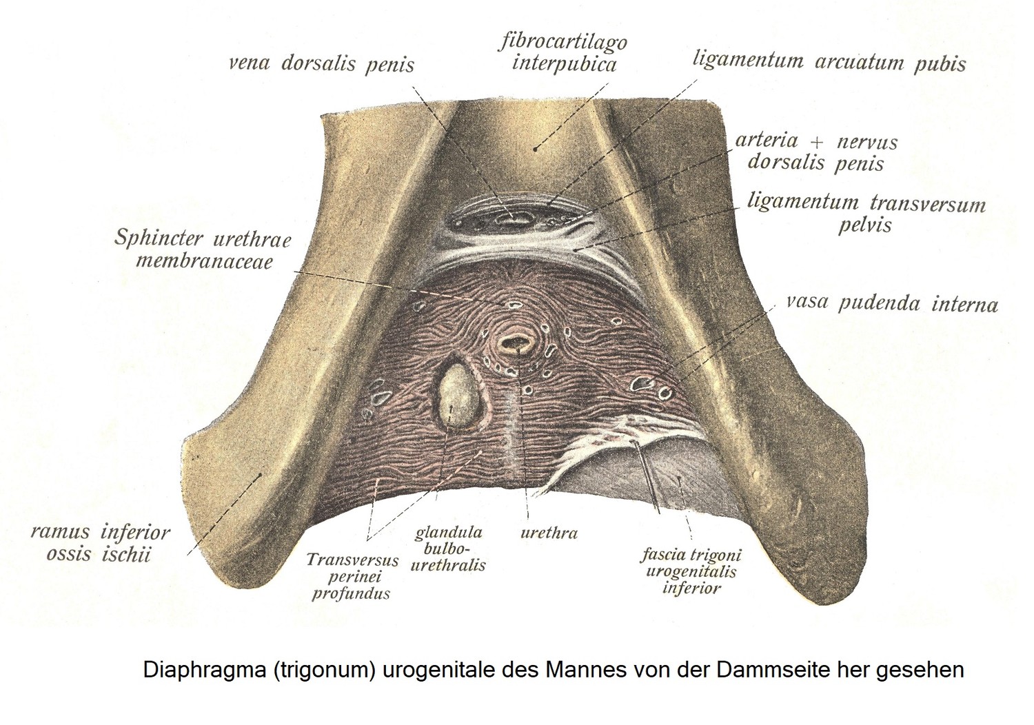 Мужская мочеполовая диафрагма (trigonum), вид со стороны промежности