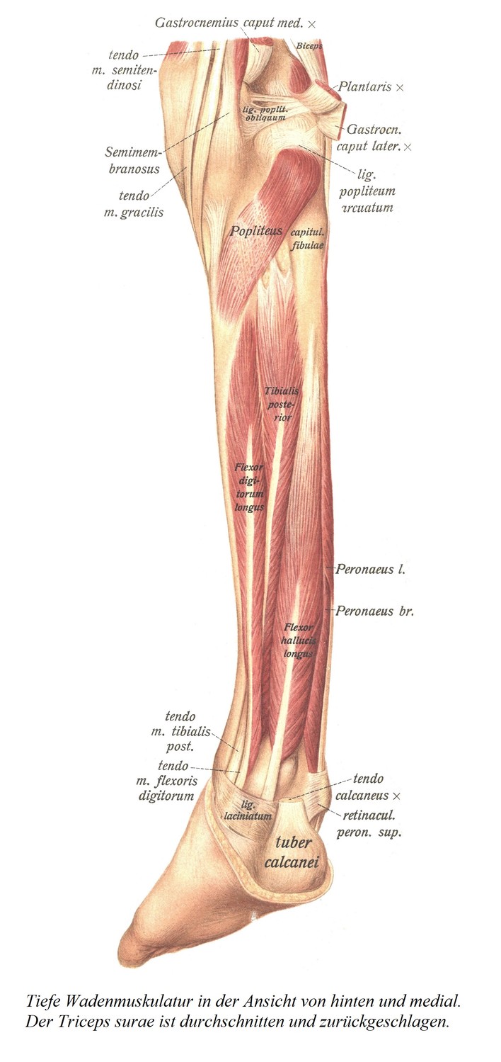 Tiefe Wadenmuskulatur in der Ansicht von hinten und medial. Der Triceps surae ist durchschnitten und zurückgeschlagen.