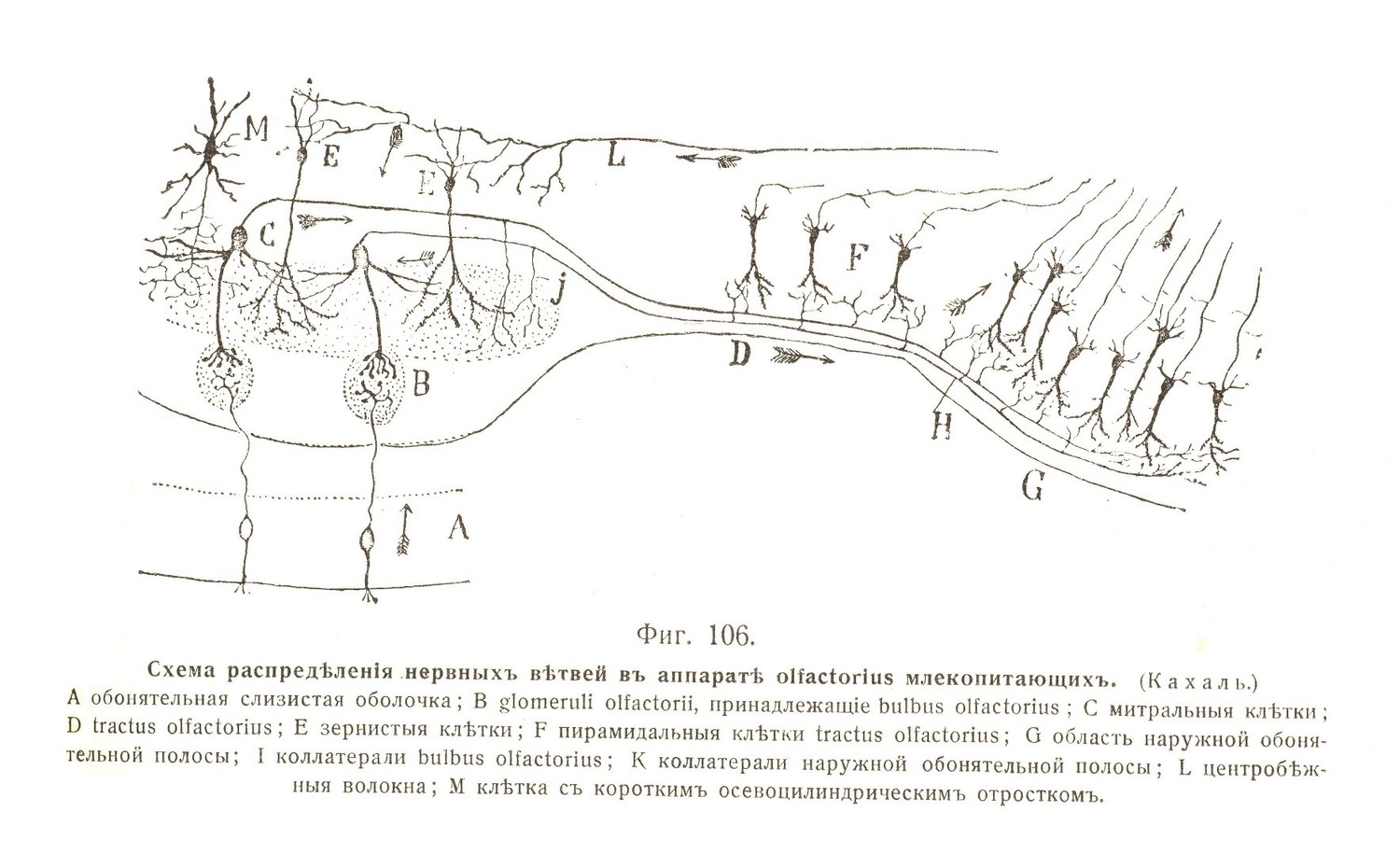Схема распредѣленія нервныхъ вѣтвей въ аппаратѣ olfactorius млекопитающихъ.