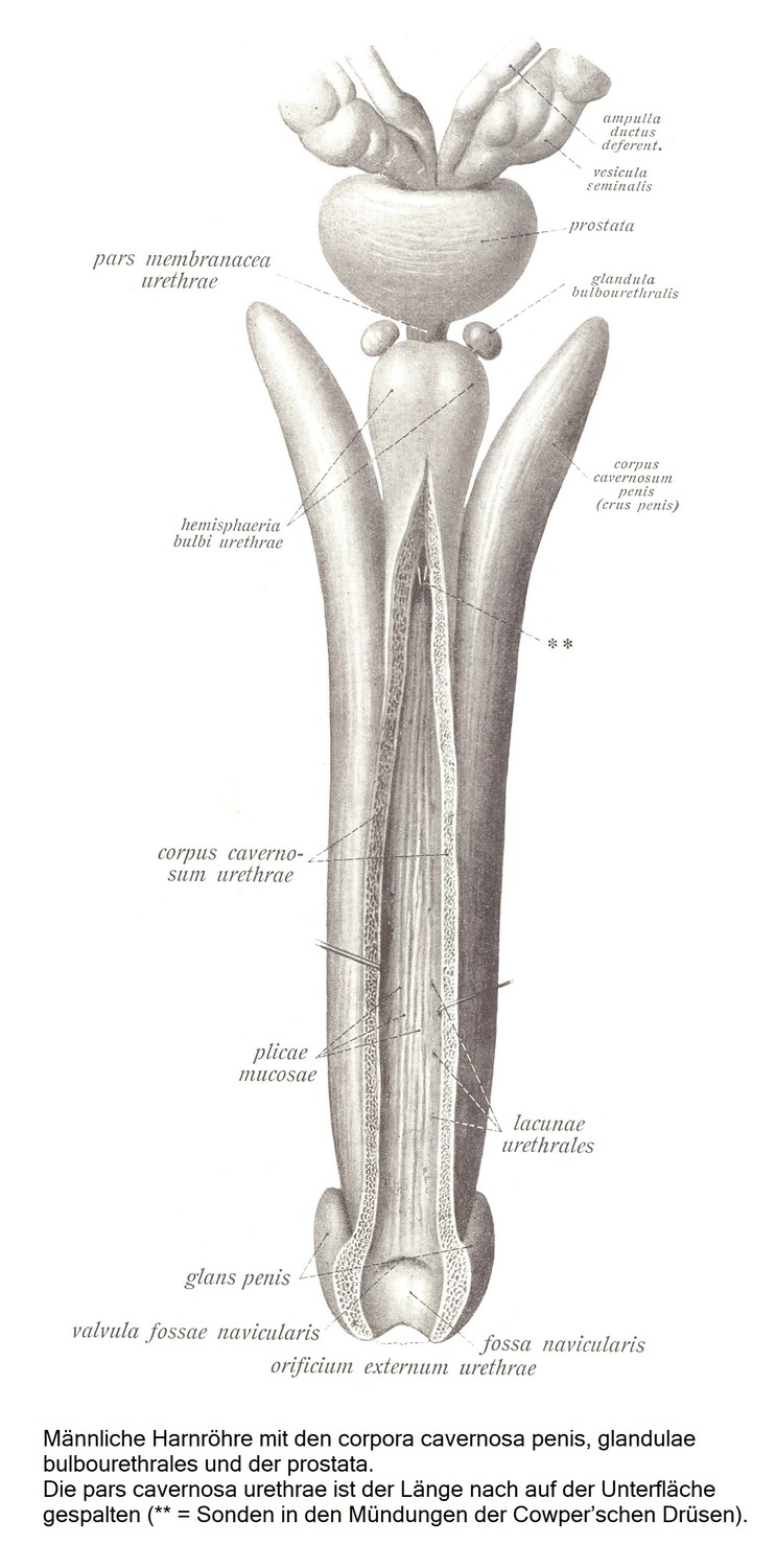 Männliche Harnröhre, urethra virilis