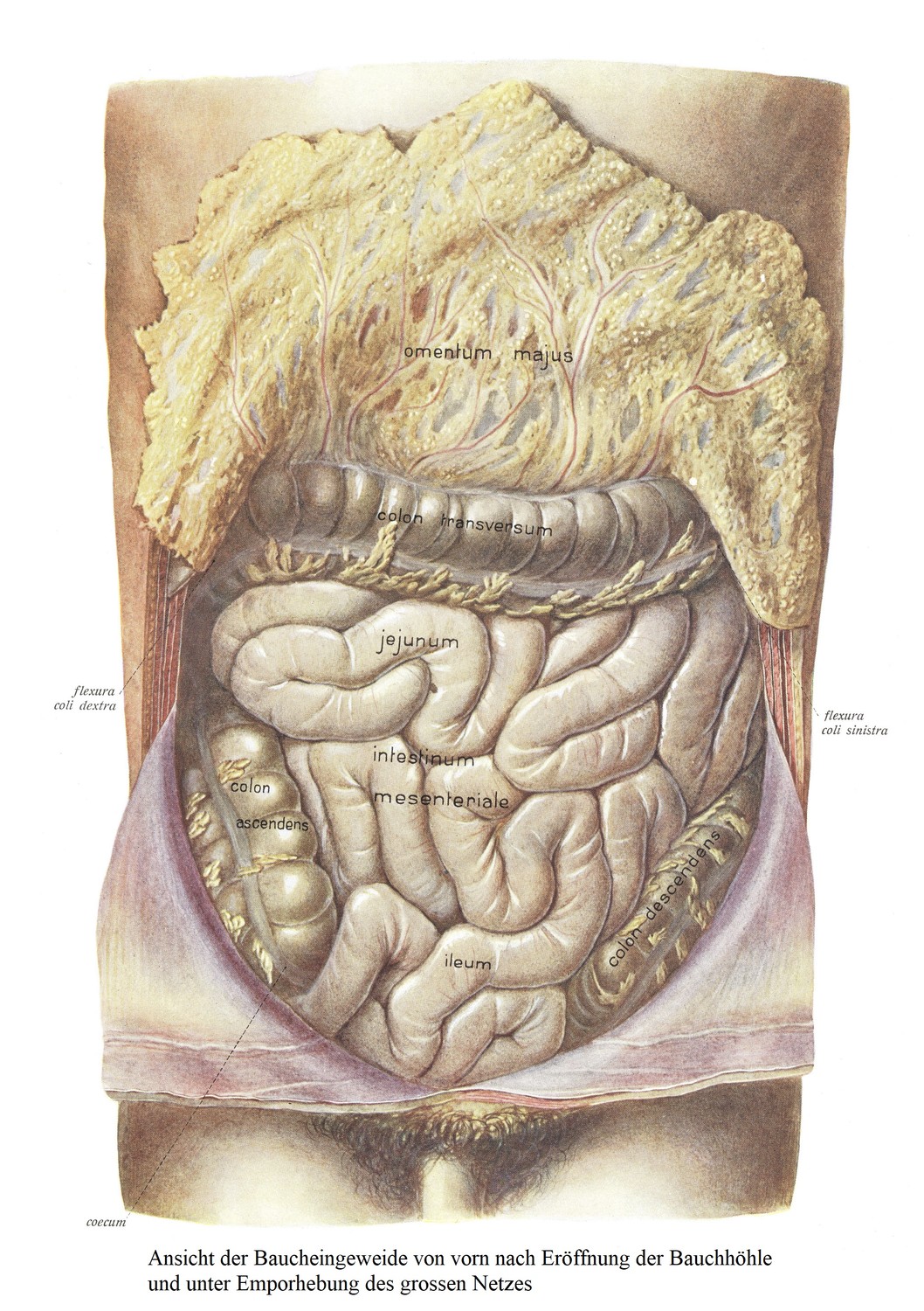 Передний вид органов брюшной полости после вскрытия брюшной полости и поднятия большой сетки. С большой сеткой поперечно-ободочная кишка также несколько отступила. 