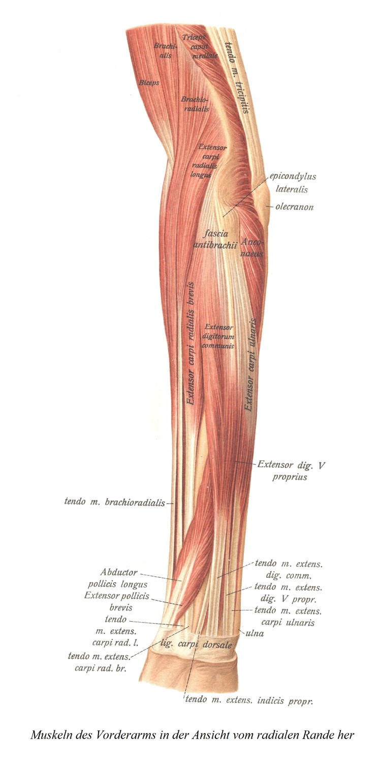 Мышцы предплечья, вид с лучевого края
