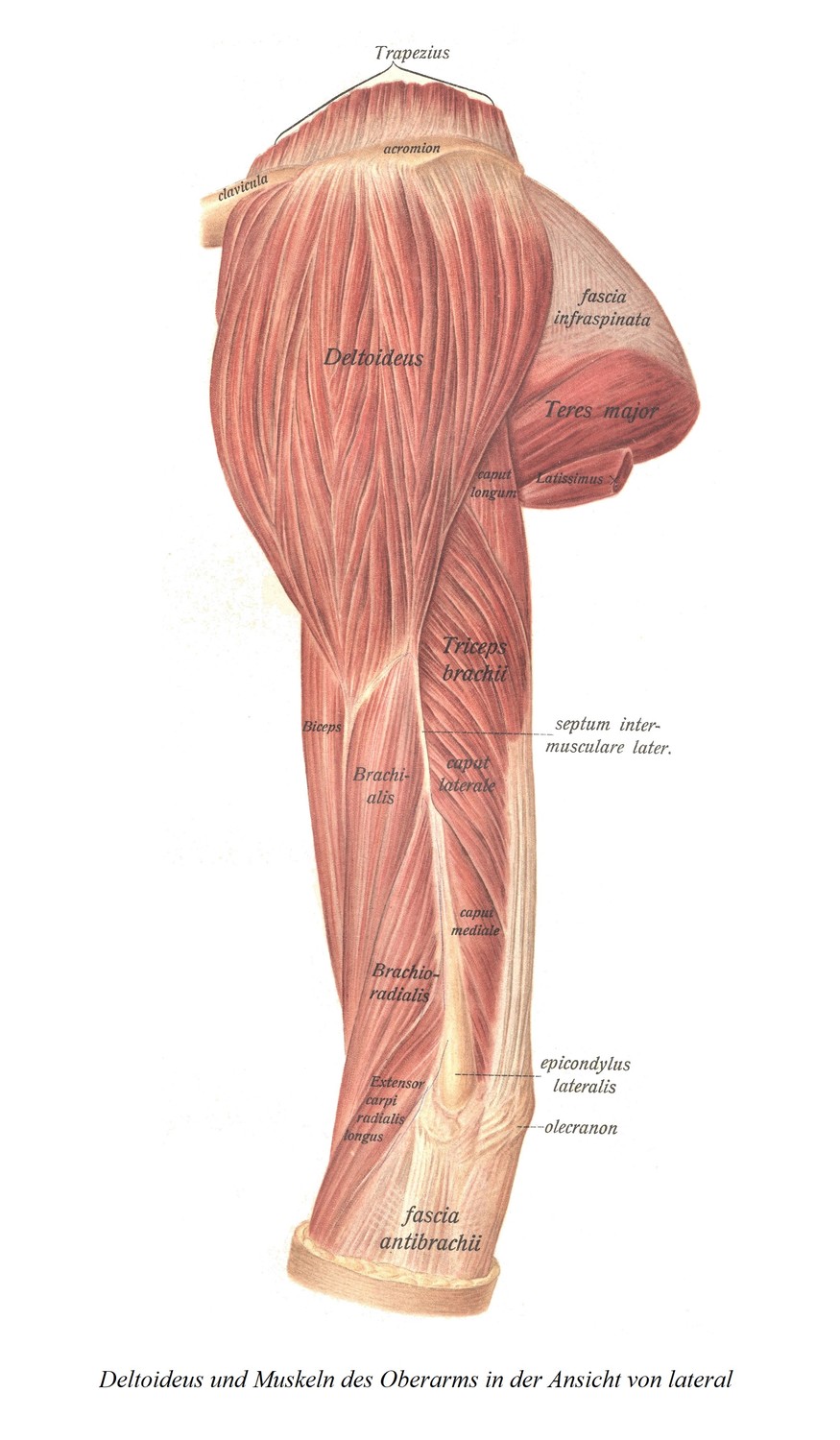 Дельтовидная мышца и мышцы плеча в боковой проекции