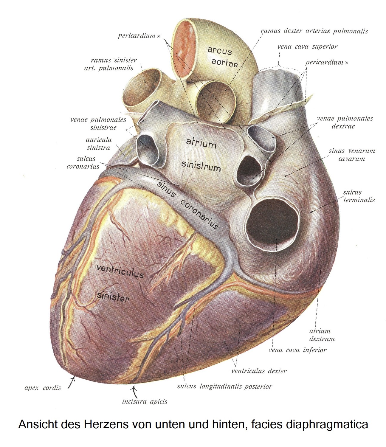 Вид сердца снизу и сзади, facies diaphragmatica