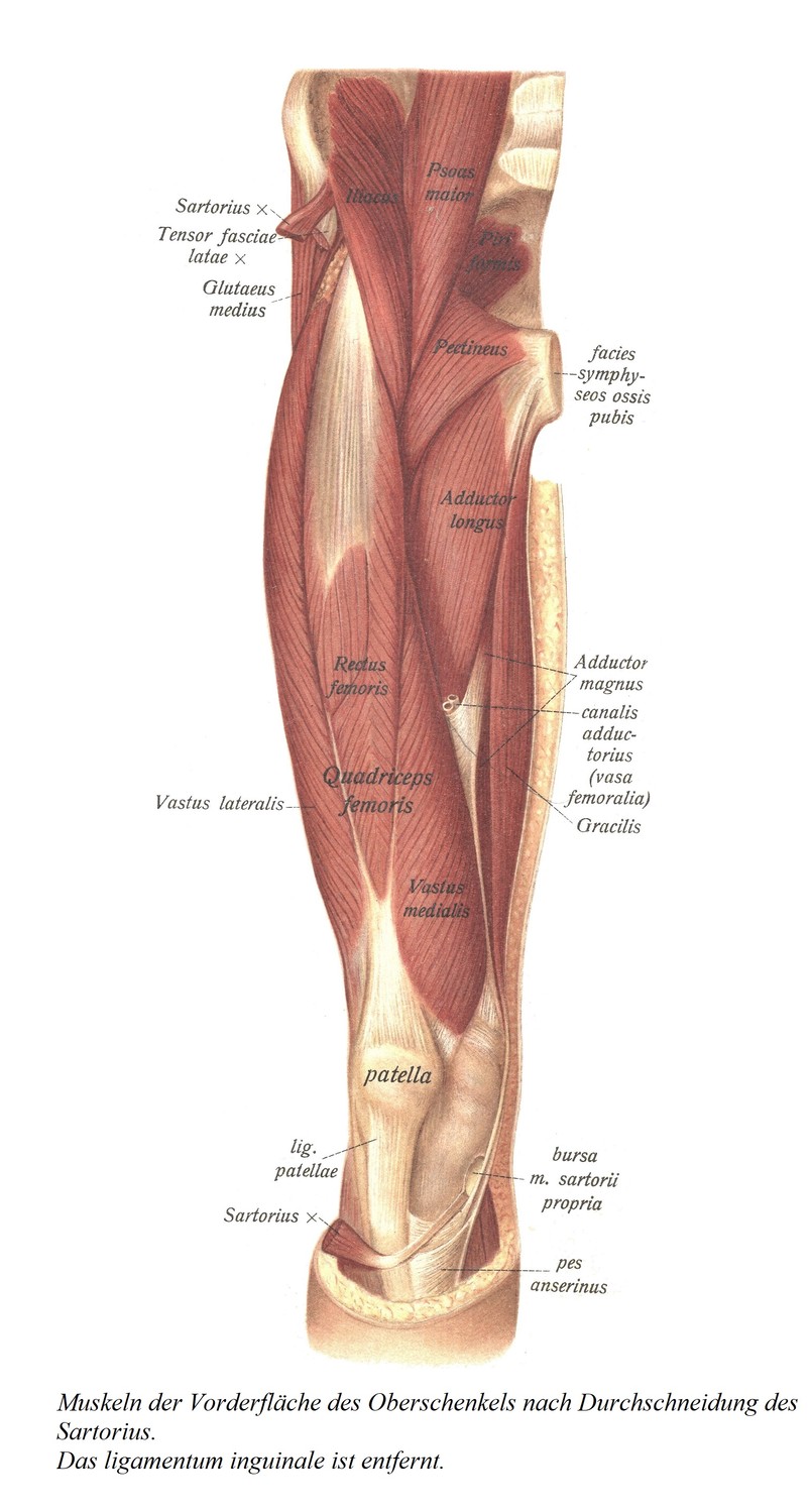 Мышцы передней поверхности бедра после рассечения портняжной мышцы. Паховая связка удалена.