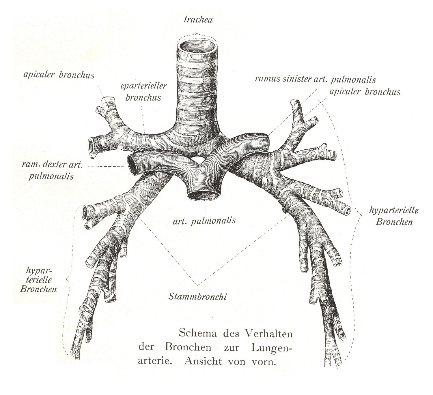 Схема отношения бронхов к легочной артерии. передний план