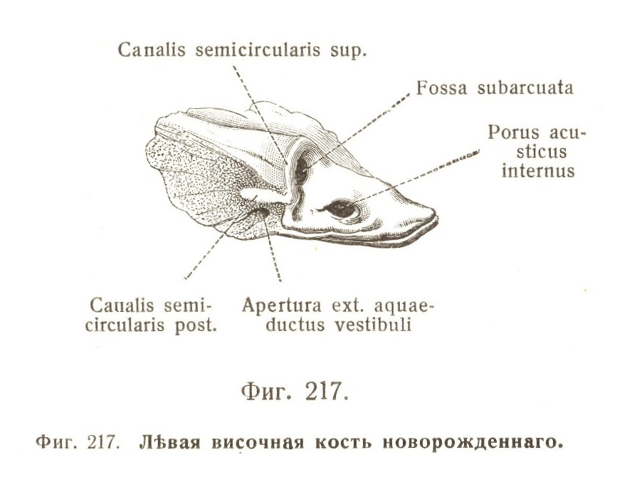 Внутреннее ухо, auris interna. Костный лабиринтъ, labyrinthus osseus