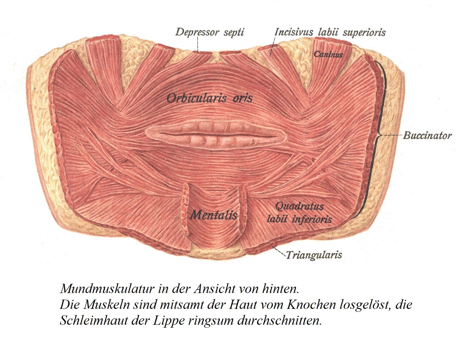 Мышцы рта, вид сзади. Мышцы были отделены от кости вместе с кожей, а слизистая оболочка вокруг губы была разорвана.