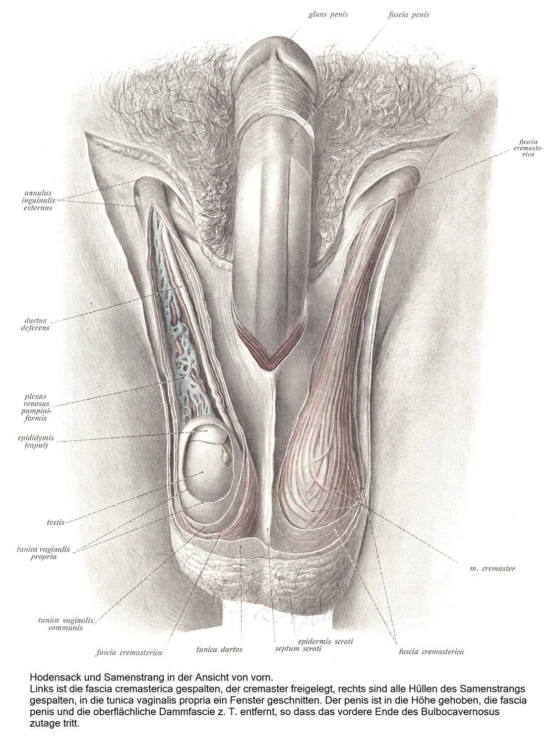 Вид спереди на мошонку и семенной канатик. Слева рассекают fascia cremasterica, обнажают кремастер, справа рассекают все оболочки семенного канатика и вырезают окно в собственную вагинальную оболочку. Половой член приподнят, фасция полового члена и поверхностная промежностная фасция z. Т. удаляют, обнажая передний конец бульбокавернозной мышцы.