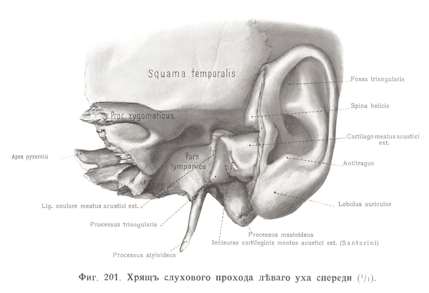Хрящ слухового прохода левого уха спереди