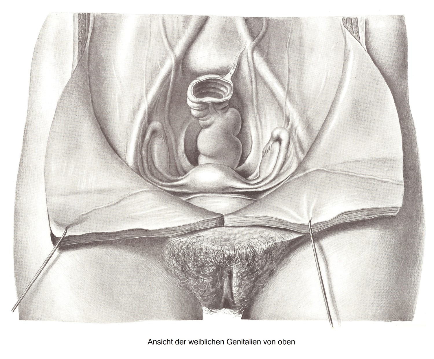 Вид женских половых органов сверху.