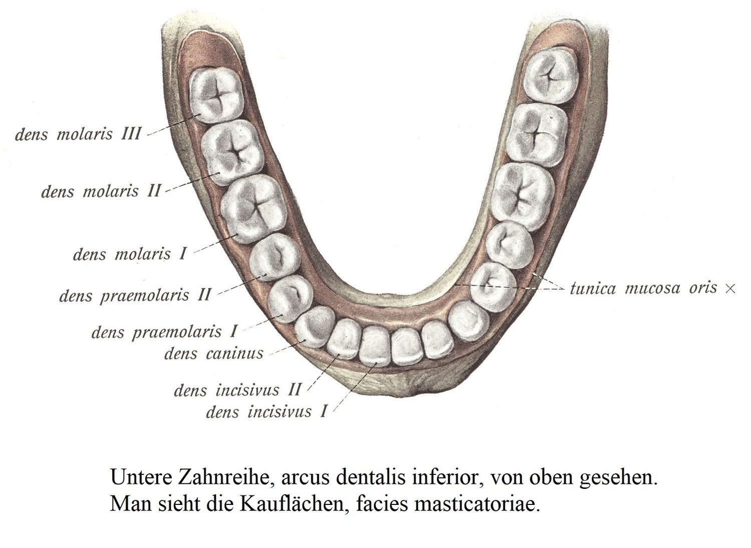 Нижний ряд зубов, arcusdentalis inferior, вид сверху. Видны жевательные поверхности, facies masticatoriae.