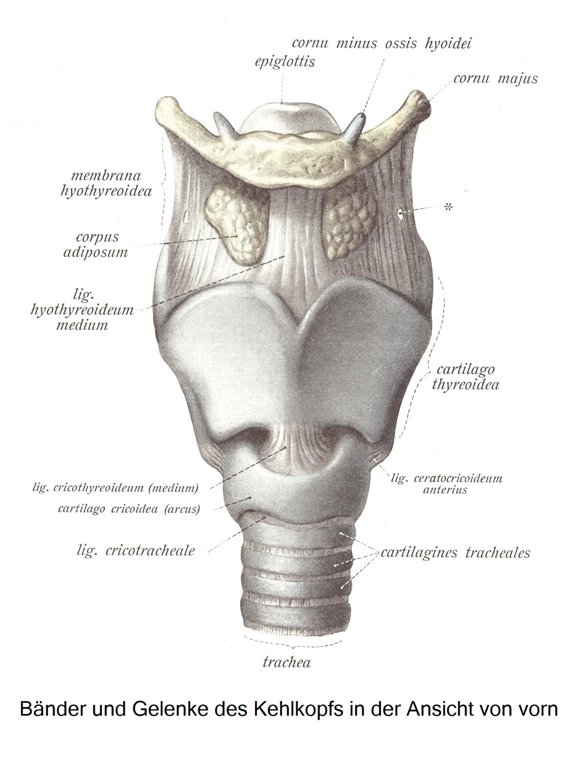 Die Gelenke und Bänder des Kehlkopfs, articulationes et ligamenta laryngis