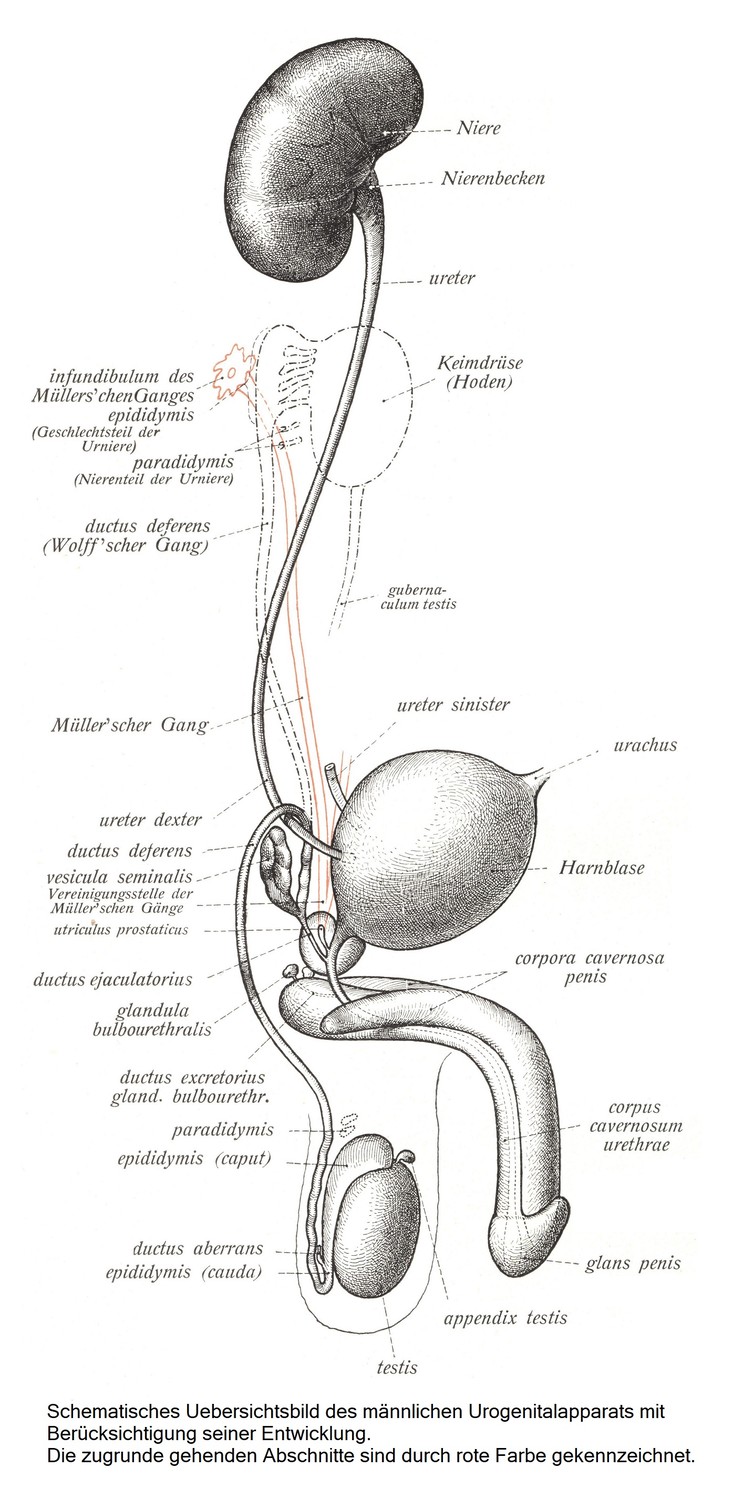 Схематический обзор мужского мочеполового аппарата, включая его развитие. Погибшие участки отмечены красным цветом