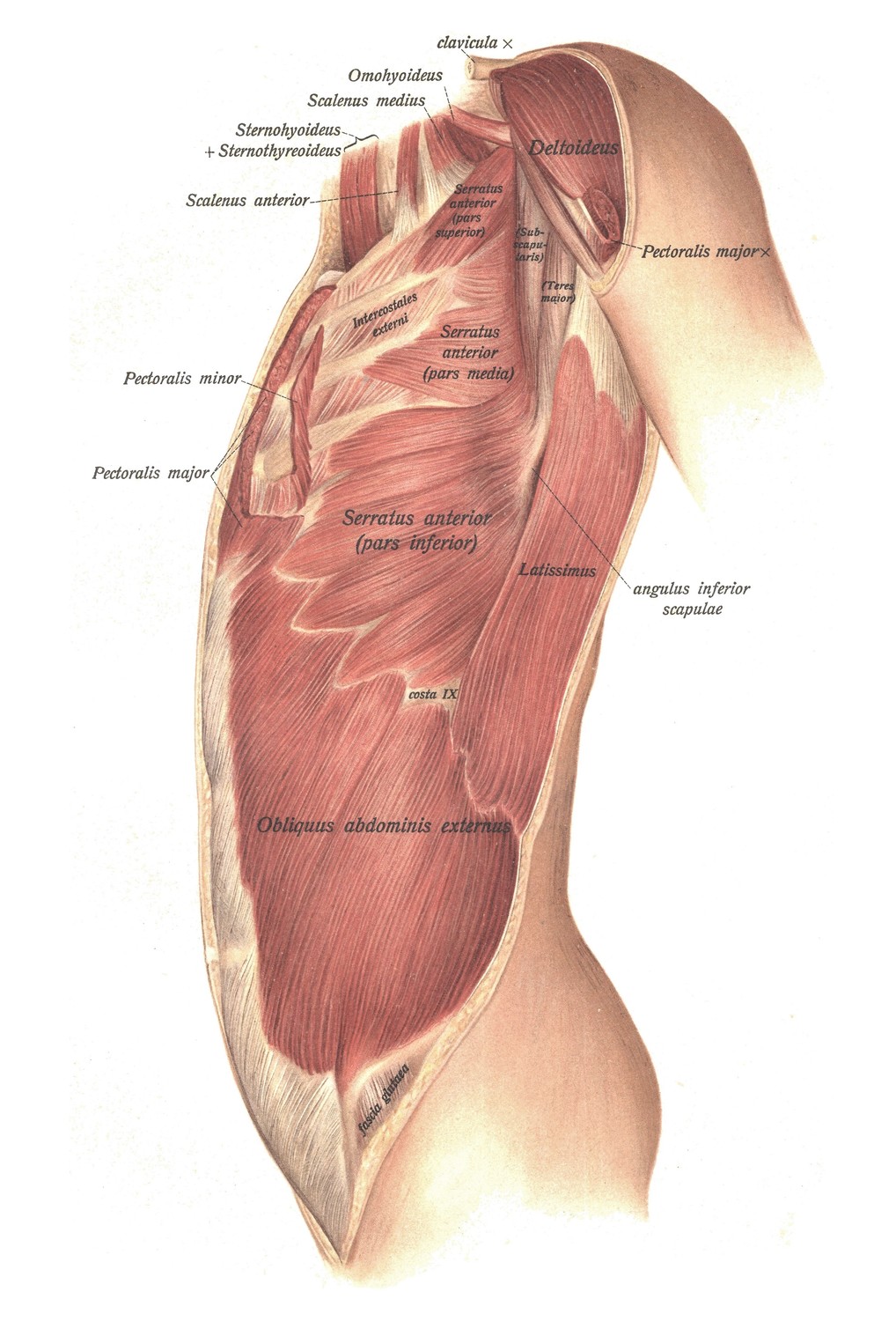 Мышцы живота, musculi abdominis