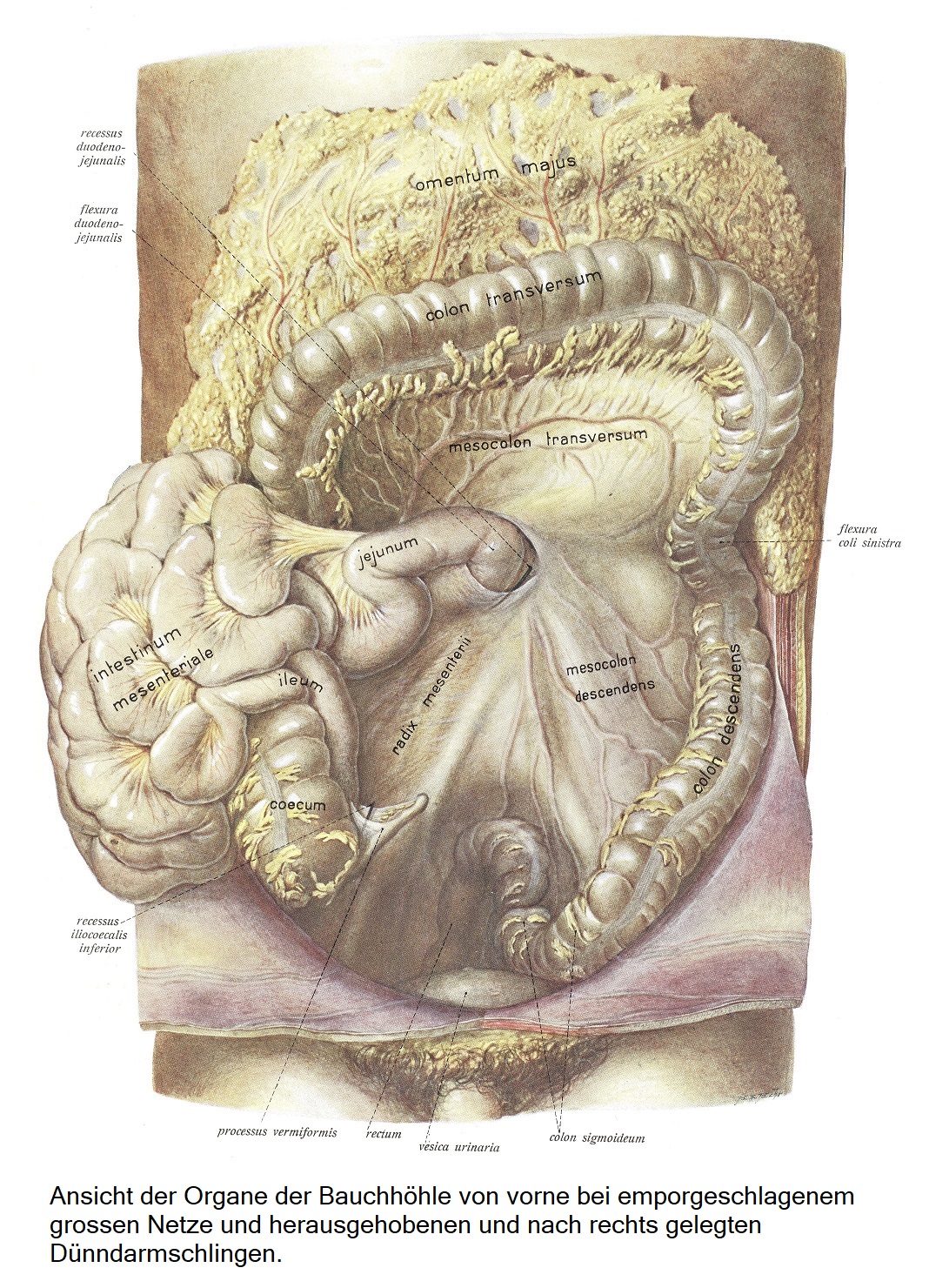 Вид спереди на органы брюшной полости с приподнятой крупной сеткой и отведенными вправо петлями тонкой кишки.