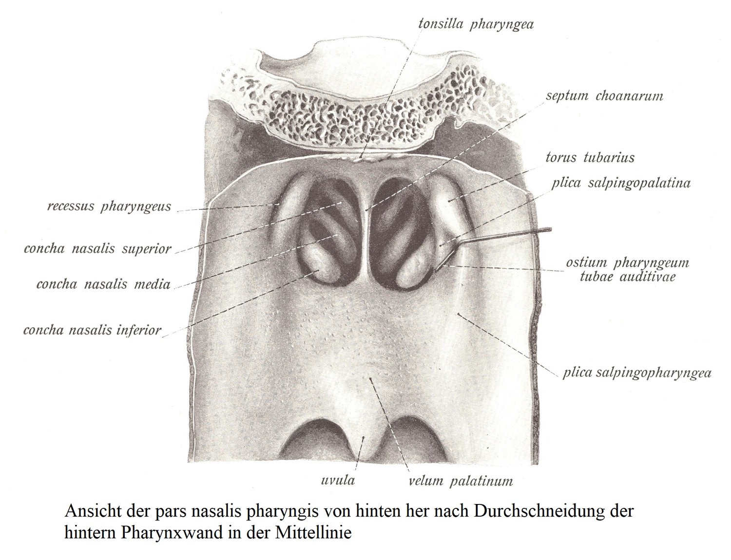 Вид сзади на глоточную часть носа после срединного разделения задней стенки глотки.