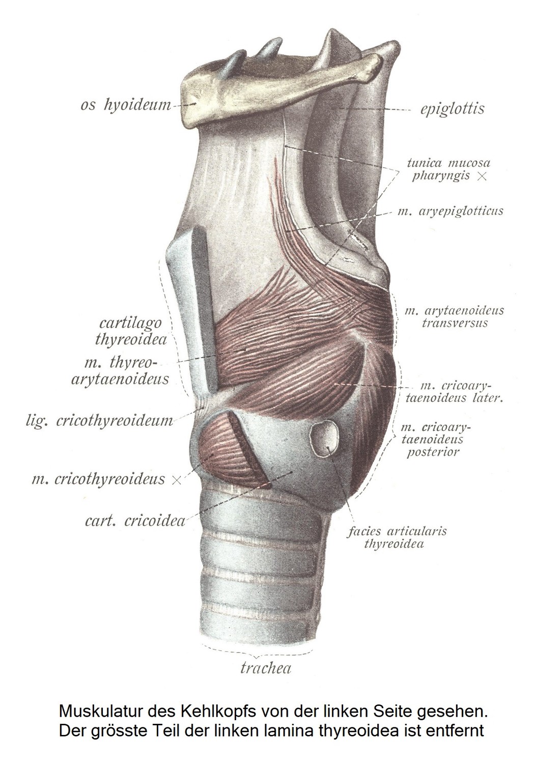 Мускулатура гортани при виде слева. Большая часть левой пластинки щитовидной железы удалена.