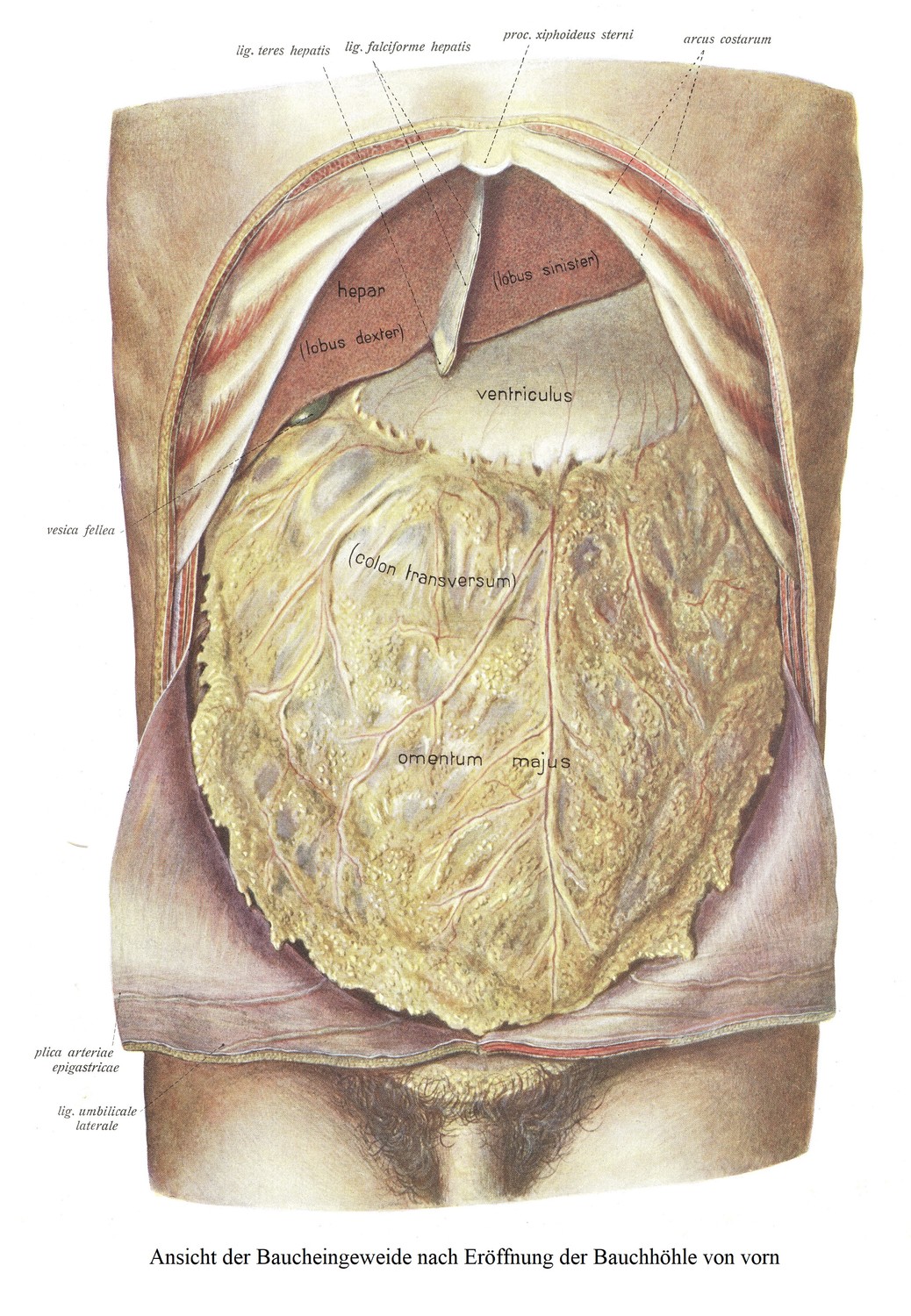Передний вид органов брюшной полости после вскрытия брюшной полости.