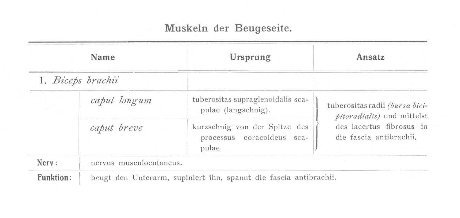 Muskeln der Beugeseite